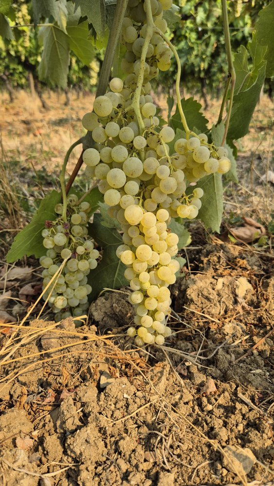 Vinice v oblasti Cognac během suchého léta 2026