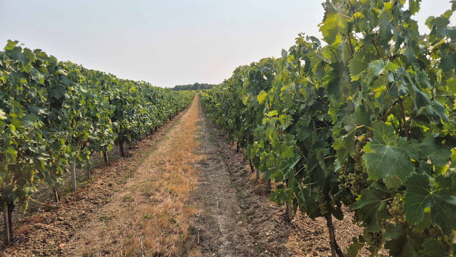 Suchá vinice v oblasti Cognac v srpnu 2026
