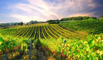 Oblast Petite Champagne