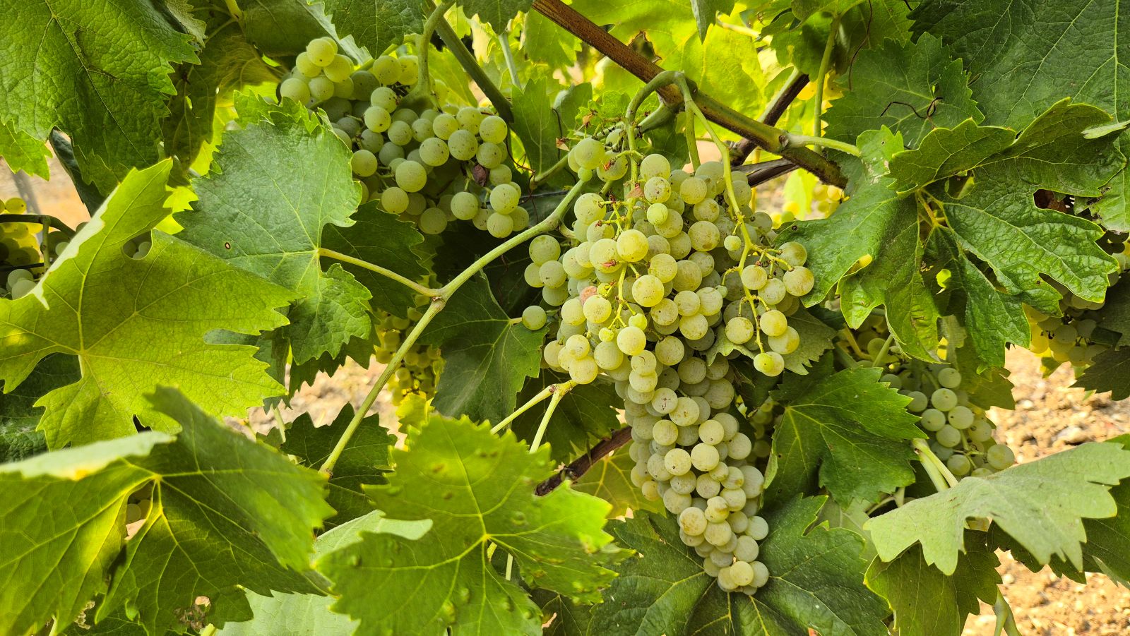 Hrozny Ugni Blanc na vinici v oblasti Cognac
