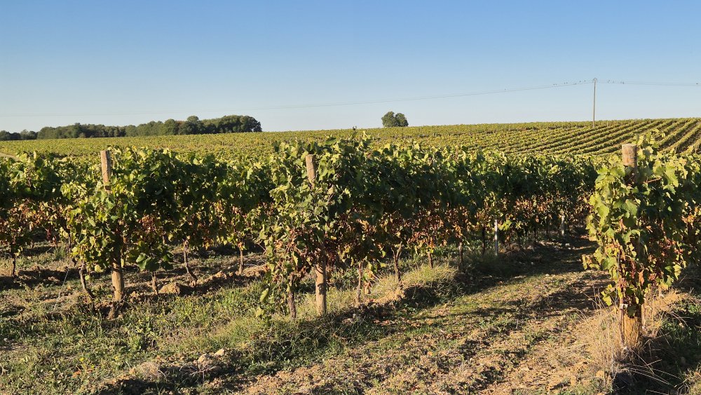 Vinice v oblasti Cognac po sklizni